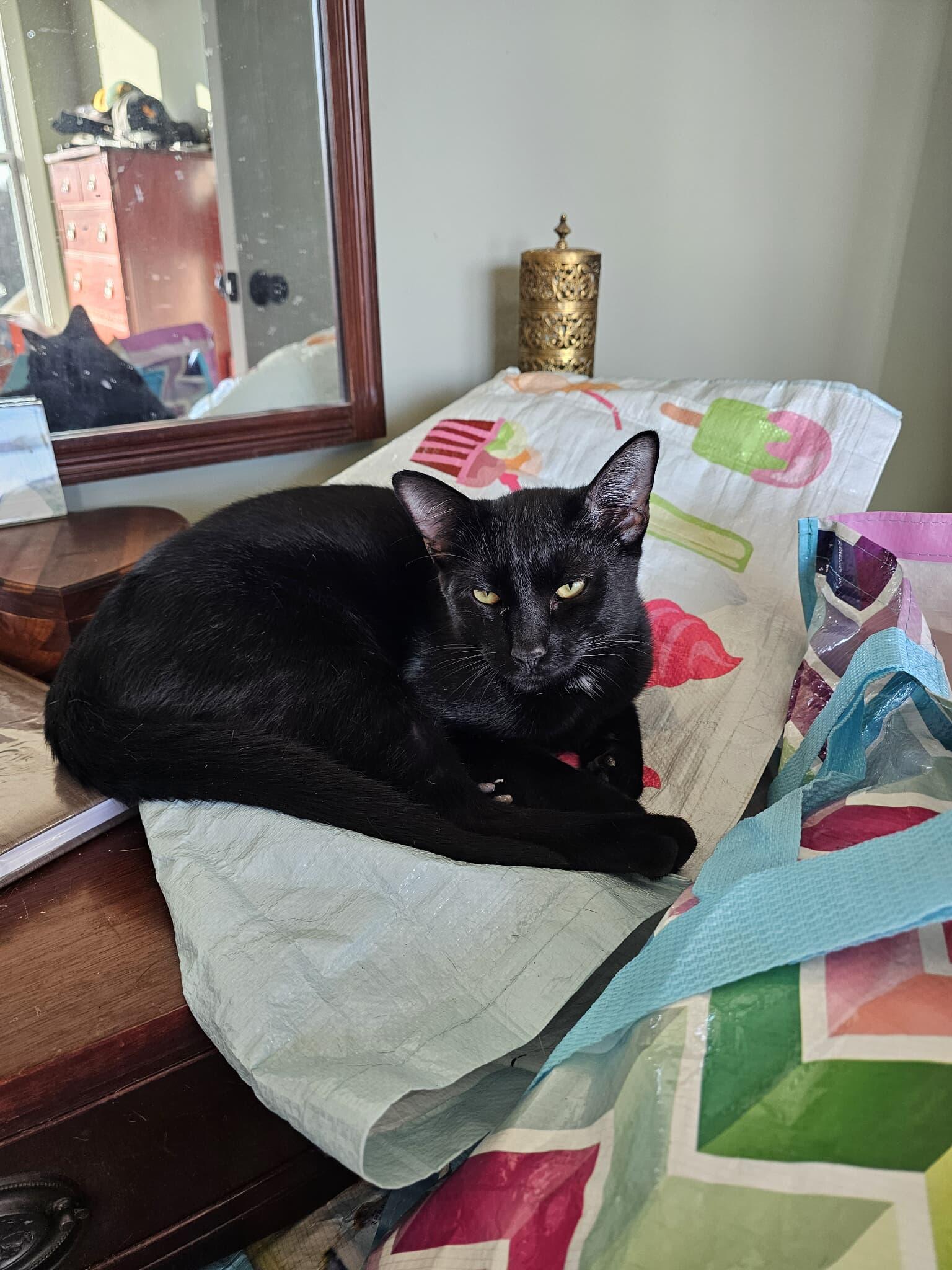 Enlarge Jett, a Adoptable Domestic Short Hair in Roxboro, NC image 3/3