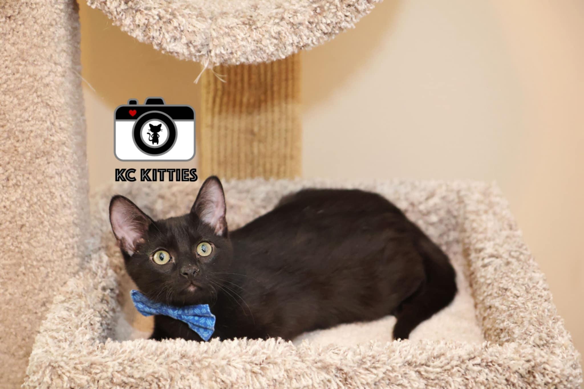 Enlarge Tuscarora, a Adoptable Domestic Short Hair in Overland Park, KS image 2/6