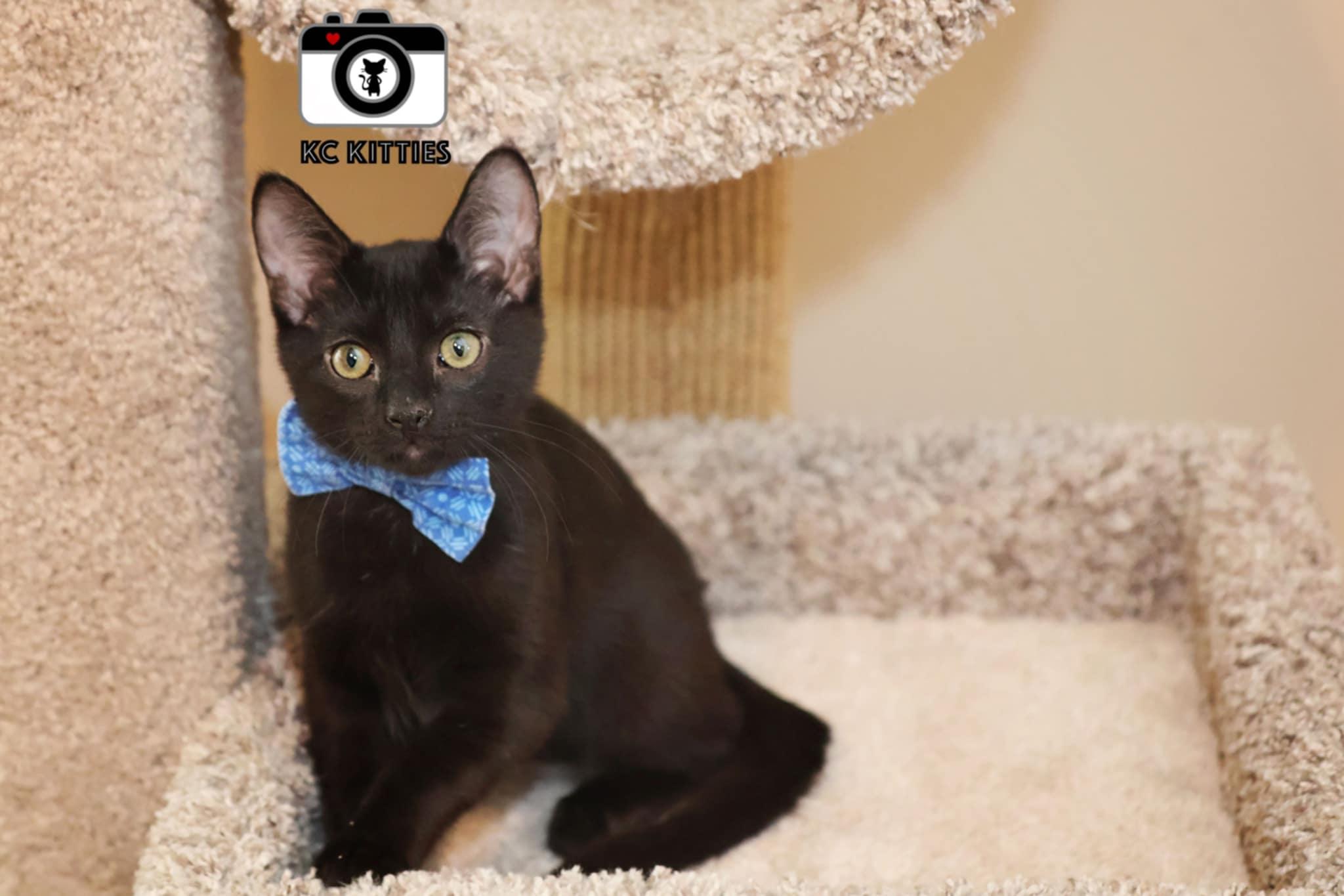 Enlarge Tuscarora, a Adoptable Domestic Short Hair in Overland Park, KS image 1/6