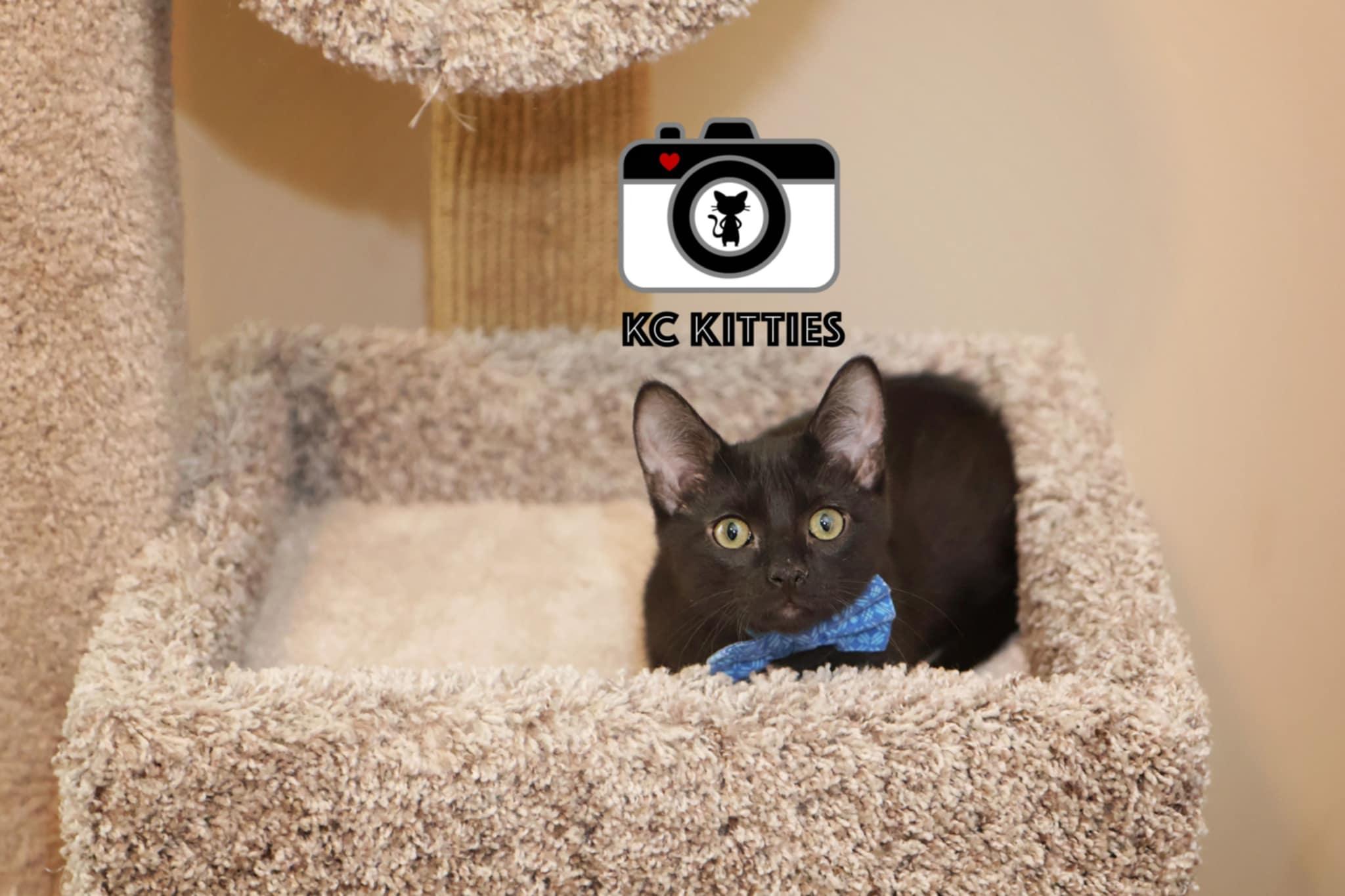 Enlarge Tuscarora, a Adoptable Domestic Short Hair in Overland Park, KS image 3/6