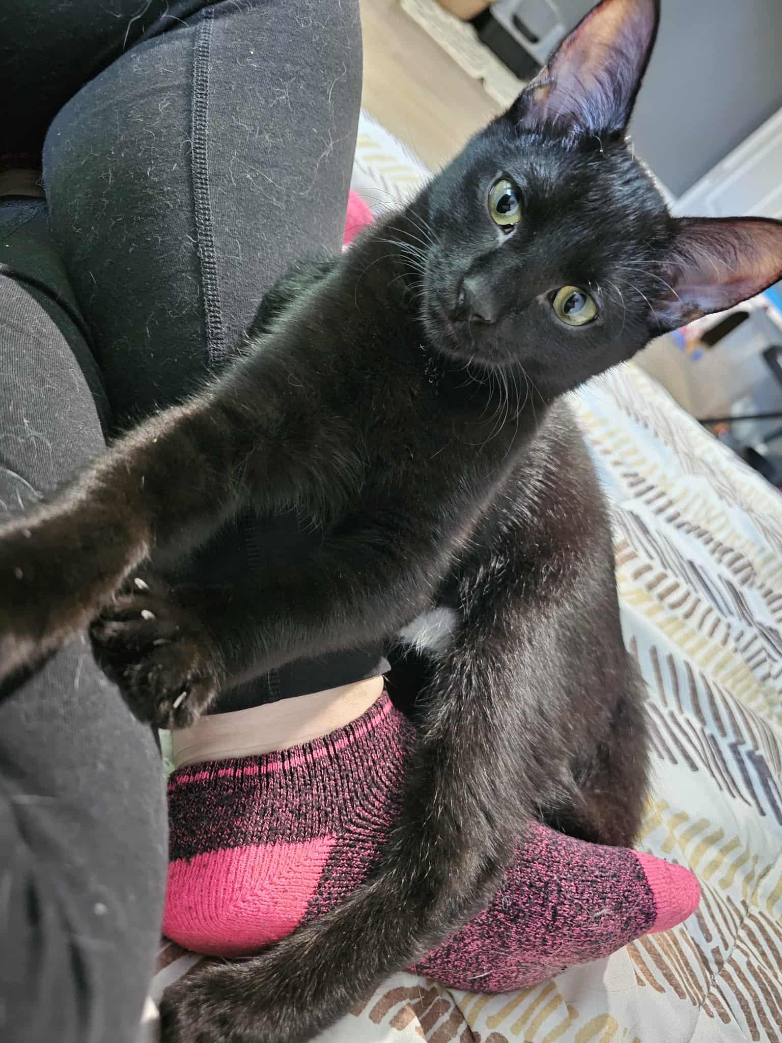 Enlarge Tuscarora, a Adoptable Domestic Short Hair in Overland Park, KS image 5/6