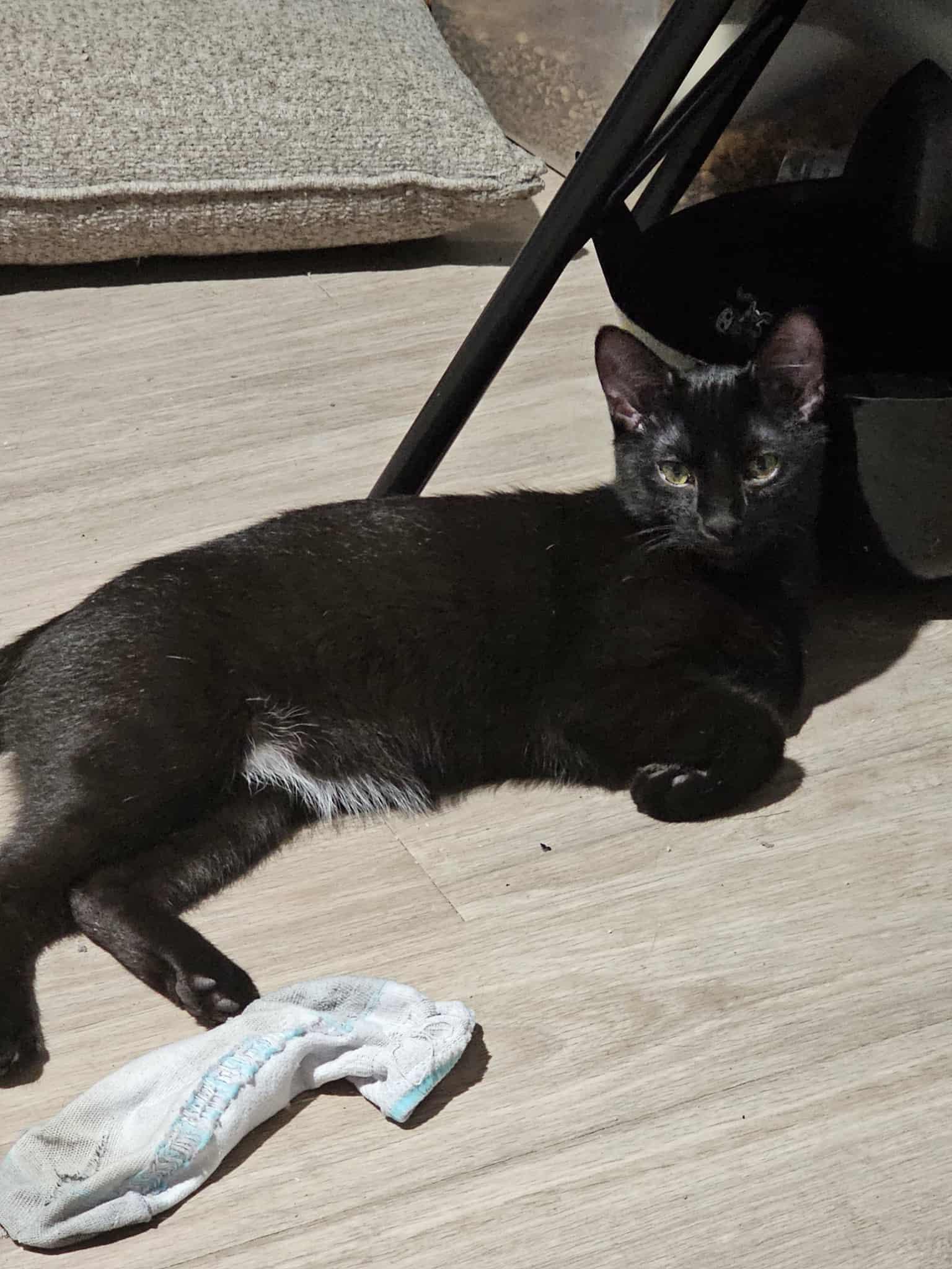 Enlarge Tuscarora, a Adoptable Domestic Short Hair in Overland Park, KS image 6/6