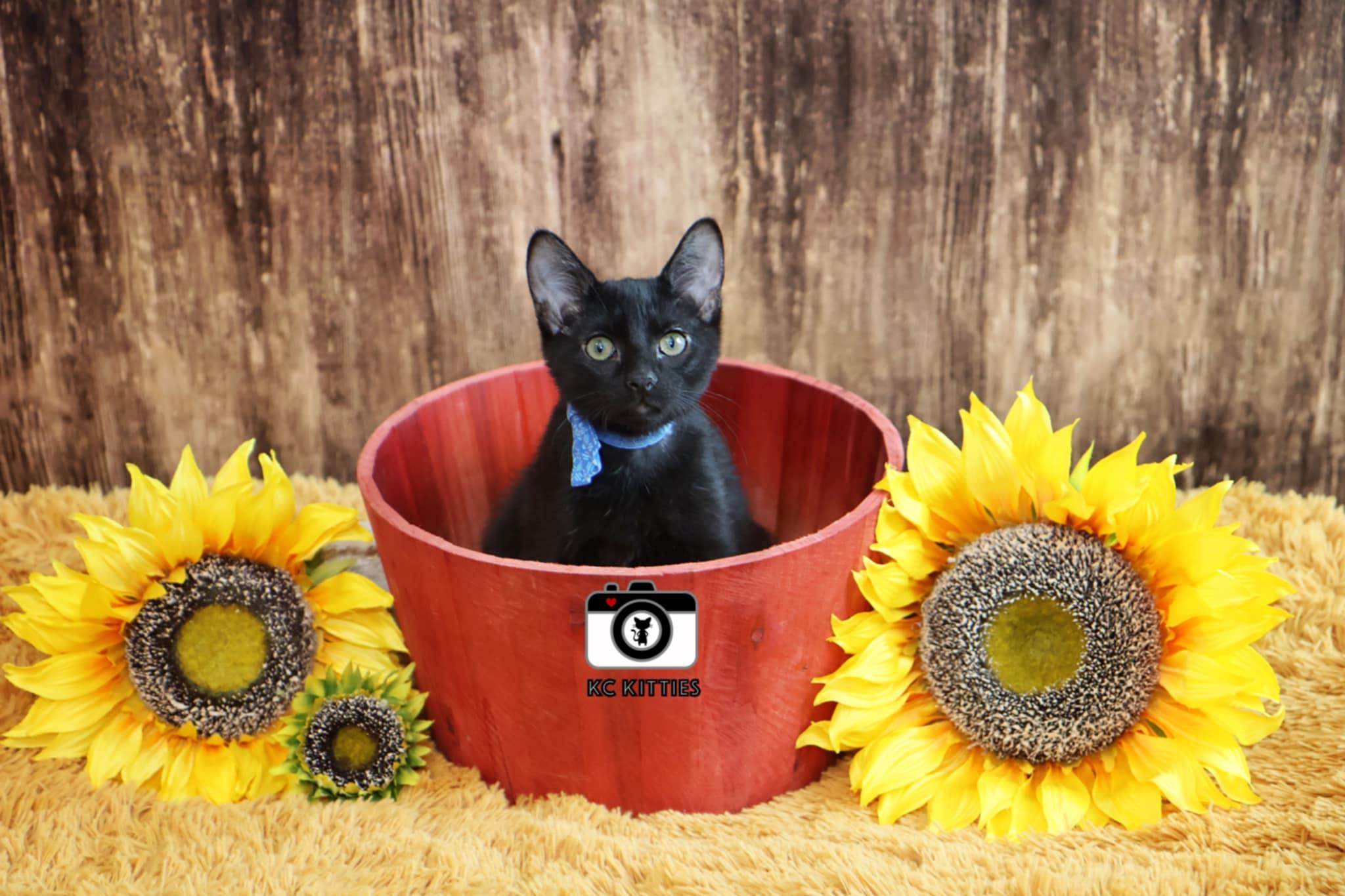 Enlarge Tuscarora, a Adoptable Domestic Short Hair in Overland Park, KS image 4/6