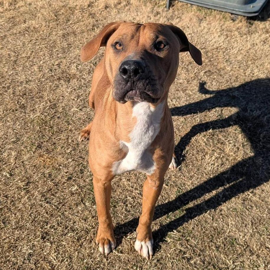 Enlarge BOOMER  Available NOW - ADOPTION or RESCUE!, a Adoptable Mixed Breed in Nashville, NC image 1/2