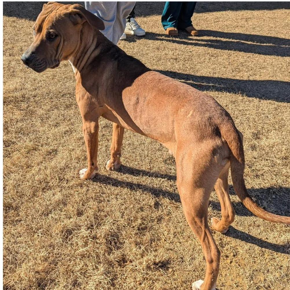 Enlarge BOOMER  Available NOW - ADOPTION or RESCUE!, a Adoptable Mixed Breed in Nashville, NC image 2/2