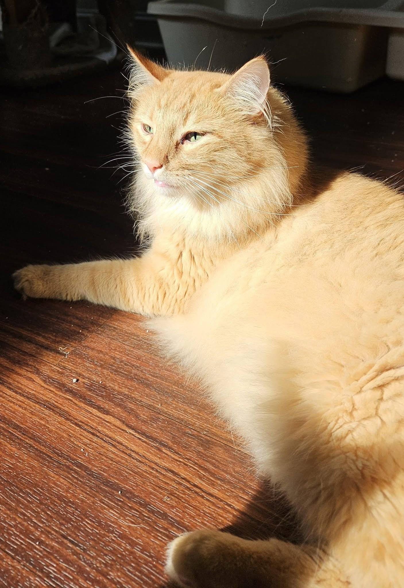 Foxy (bonded with Squirrely)