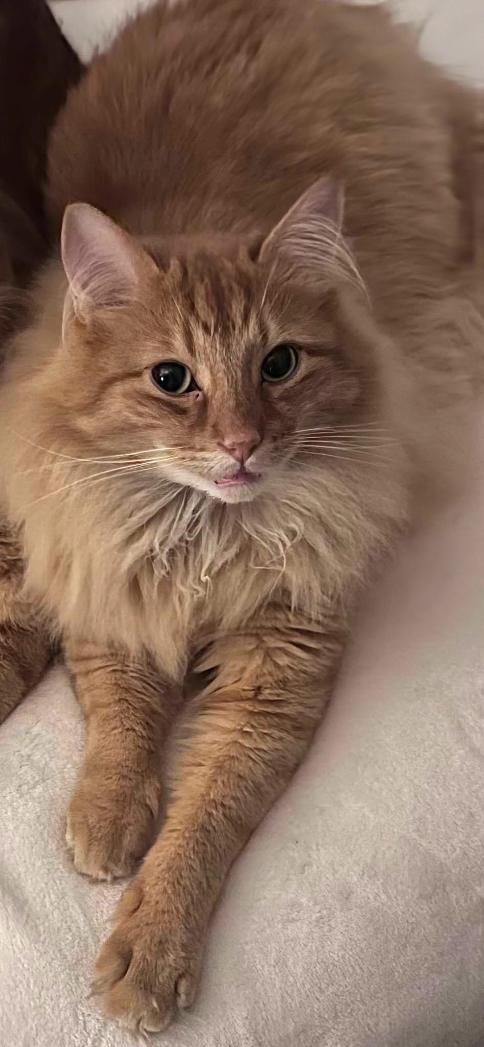 Foxy (bonded with Squirrely)