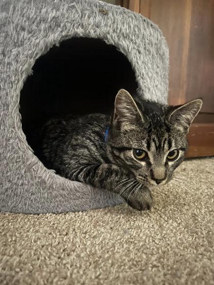 Pilsbury, Adoptable, Kitten Male Domestic Short Hair & Domestic Short Hair.