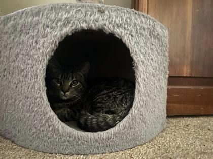 Enlarge Pilsbury, a Adoptable mixed breed in Hobart, IN image 2/3