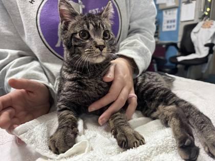 Enlarge Pilsbury, a Adoptable mixed breed in Hobart, IN image 3/3