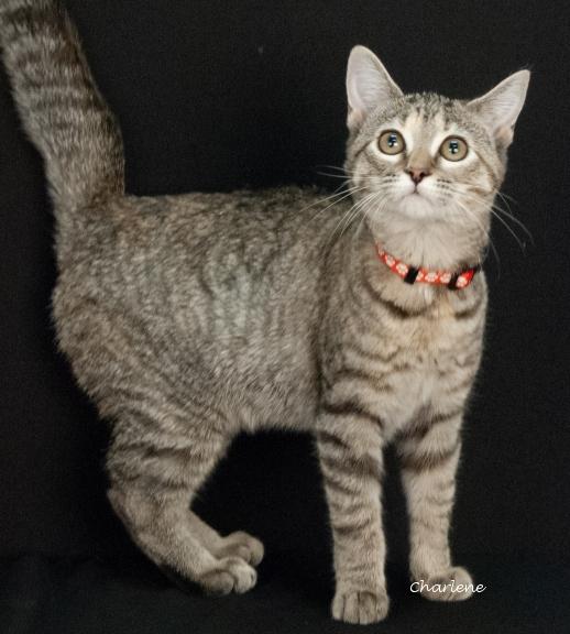 Cheerio, a Adoptable mixed breed in Newland, NC image 1/3