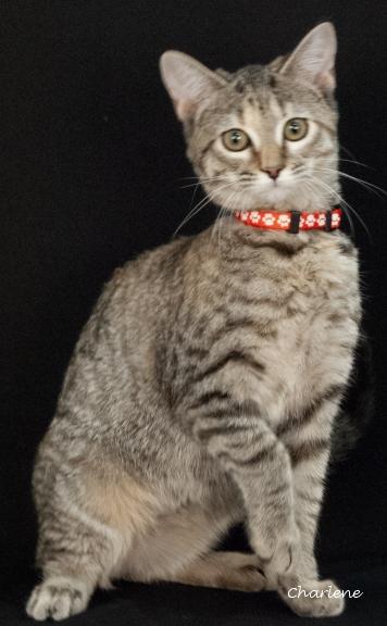 Cheerio, a Adoptable mixed breed in Newland, NC image 2/3