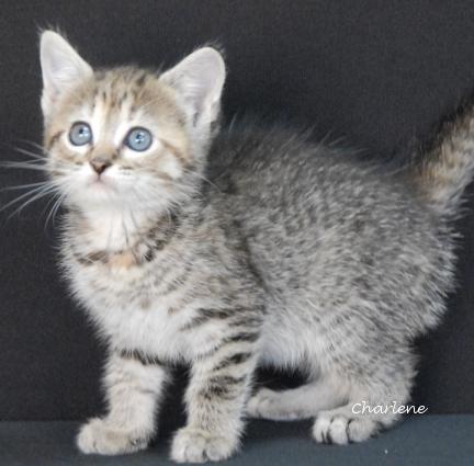 Cheerio, a Adoptable mixed breed in Newland, NC image 3/3