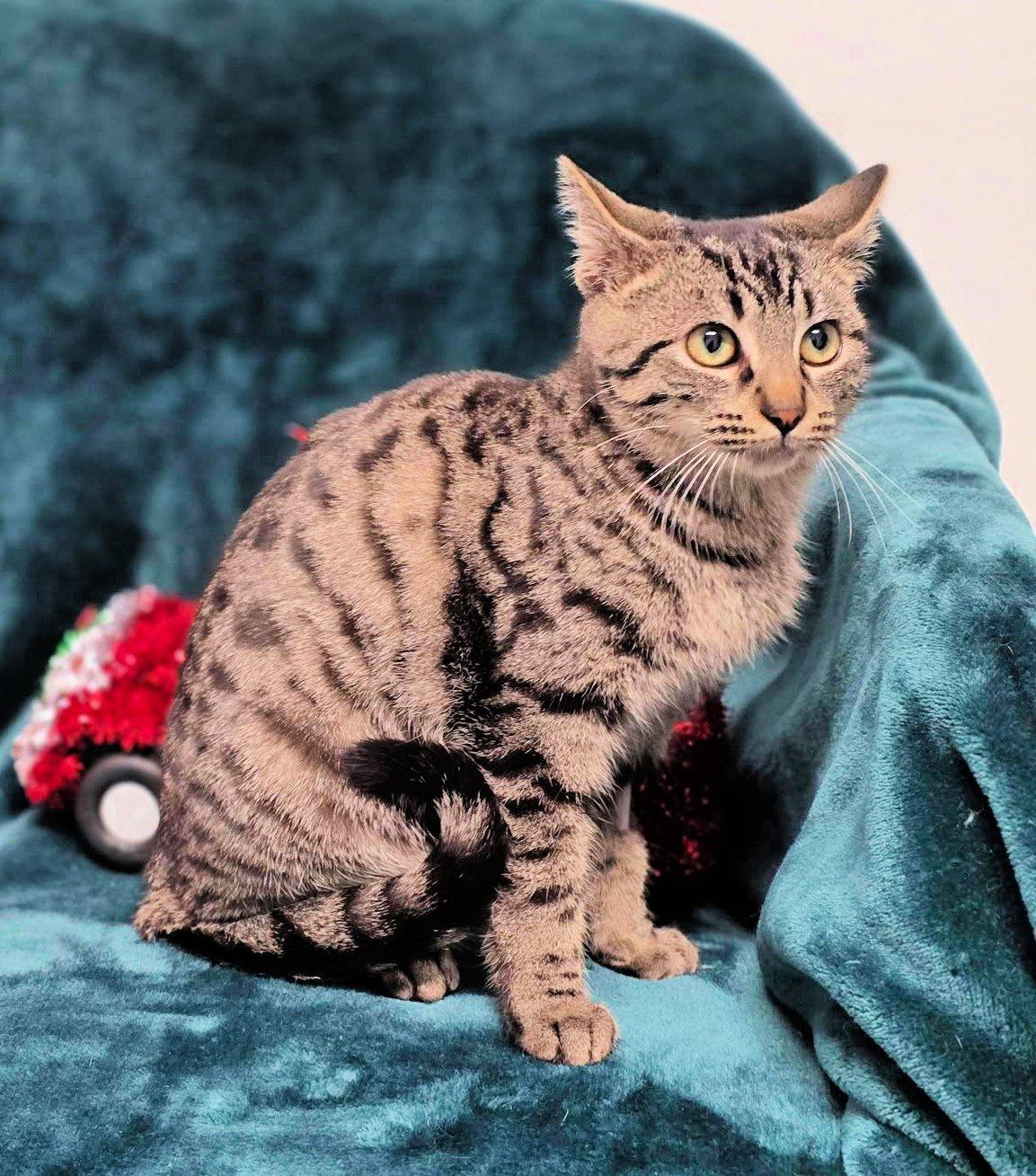 Enlarge Lena, a ADOPTABLE Tiger in Shelby, MI image 1/1