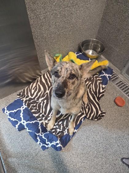 Sandy, a ADOPTABLE mixed breed in Hamilton, MT image 3/4