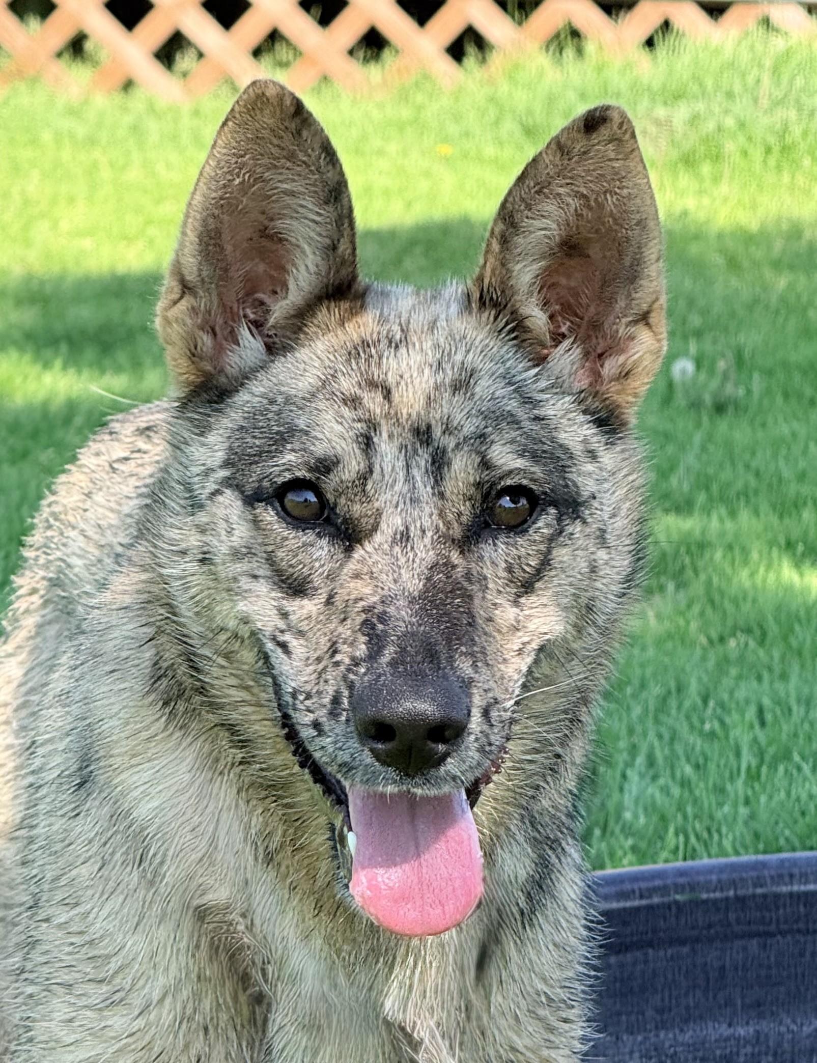 Sandy, ADOPTABLE, Young Female Australian Cattle Dog / Blue Heeler & German Shepherd Dog.
