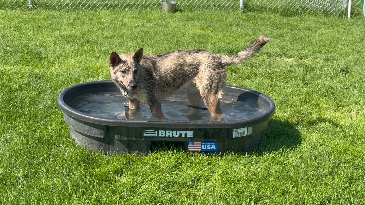 Enlarge Sandy, a ADOPTABLE mixed breed in Hamilton, MT video 4/4