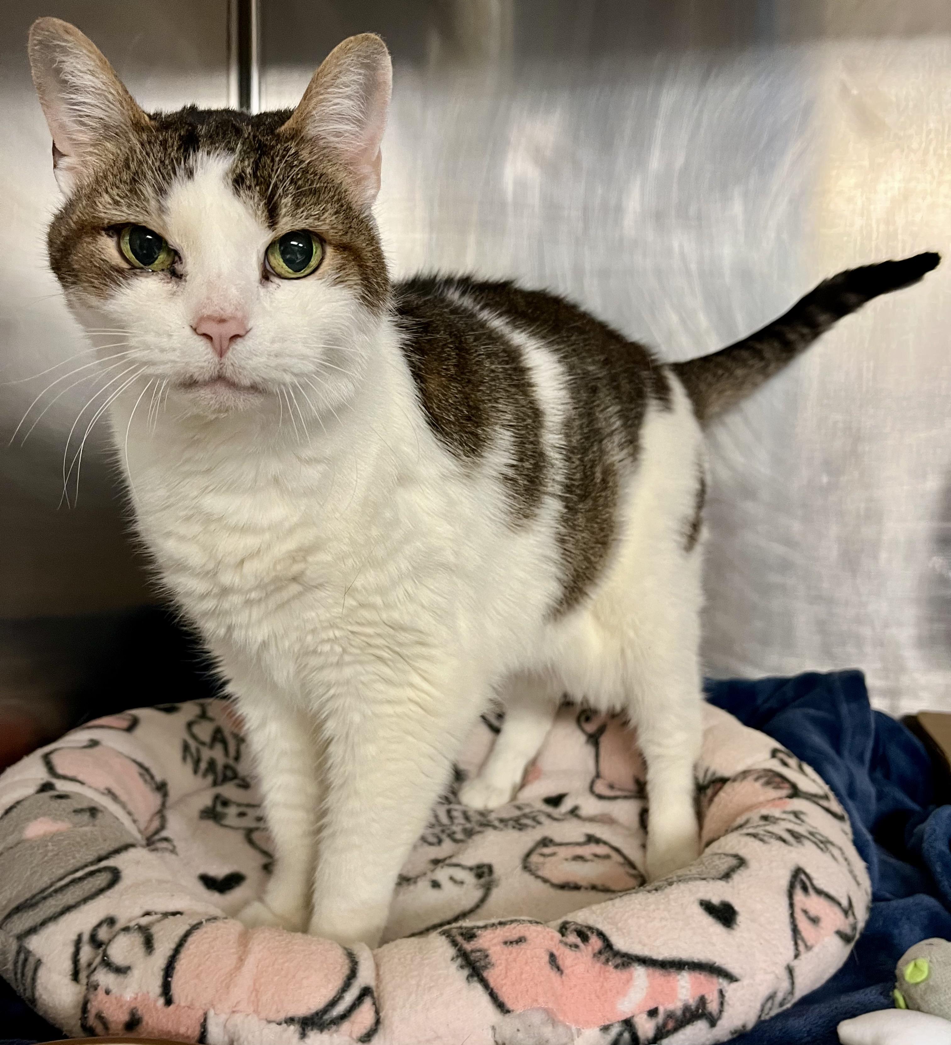 Bernice, a Adoptable Domestic Short Hair in Seville, OH image 3/4