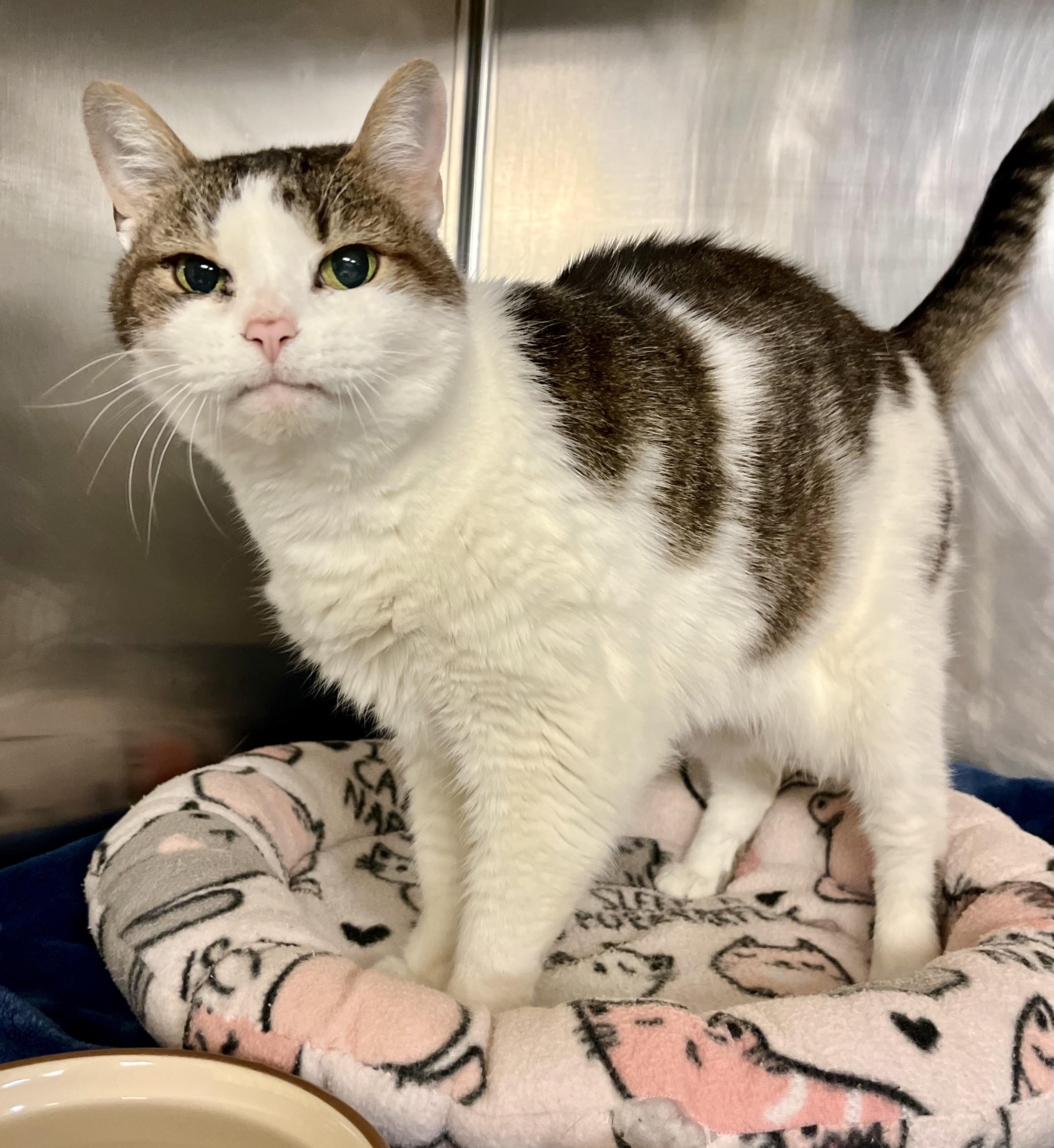 Bernice, a Adoptable Domestic Short Hair in Seville, OH image 4/4