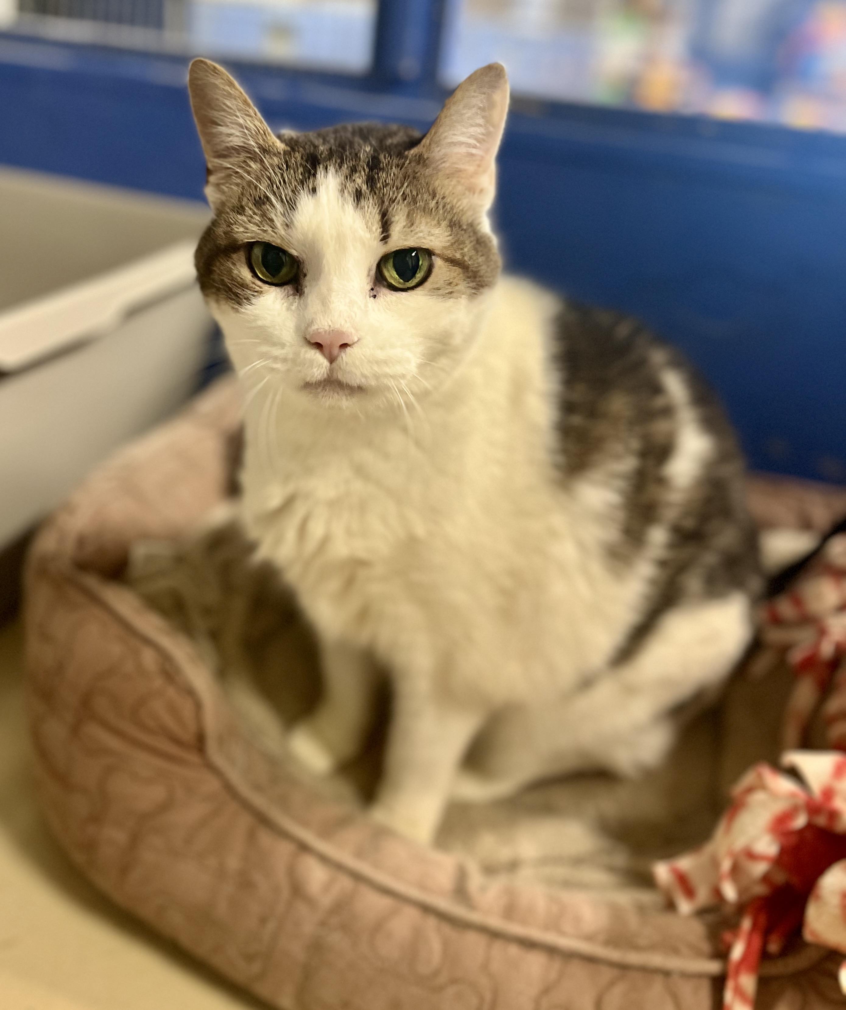 Bernice, a Adoptable Domestic Short Hair in Seville, OH image 1/4