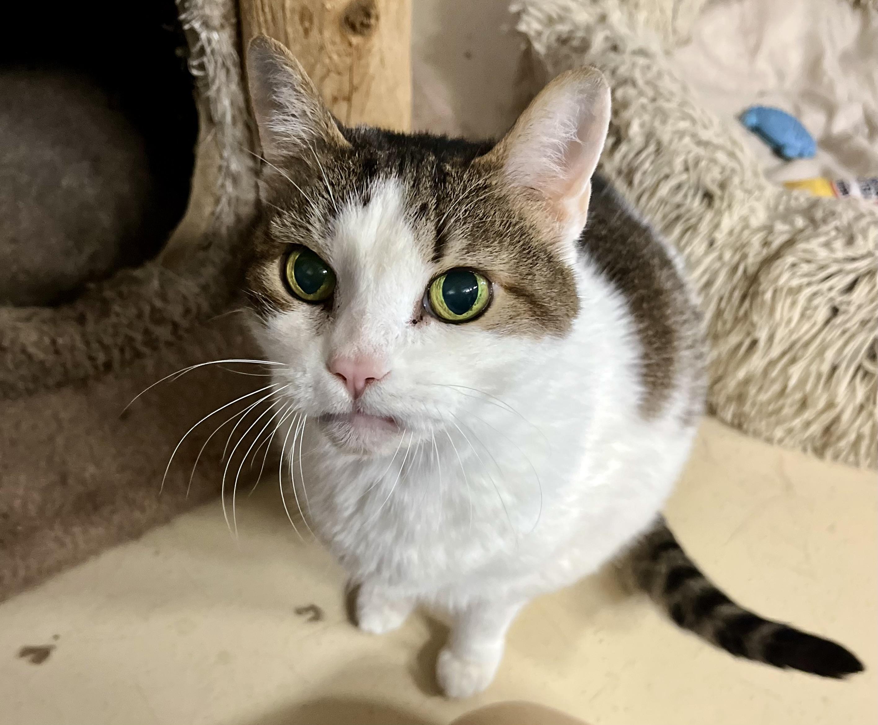 Bernice, a Adoptable Domestic Short Hair in Seville, OH image 2/4