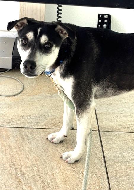 4PAWS Spirit, an adopted mixed breed in Benbrook, TX image 2/2