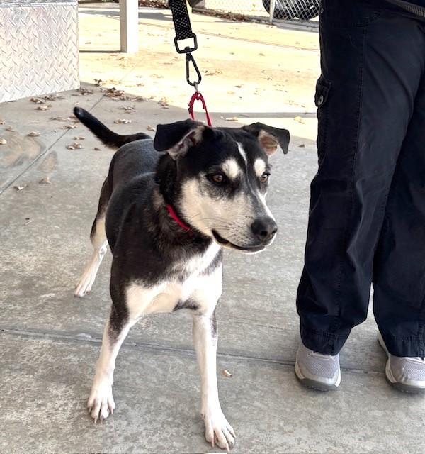 4PAWS Spirit, adopted, Young Female Husky.