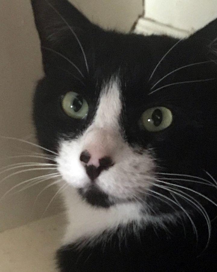 Mickey Mouse, a Adoptable Domestic Short Hair in Redlands, CA image 1/2