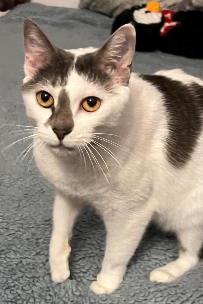 Daisy, Adoptable, Adult Female Domestic Short Hair.