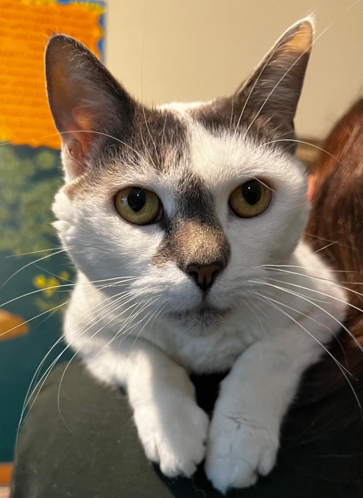 Daisy, a Adoptable mixed breed in Brainardsville, NY image 2/2