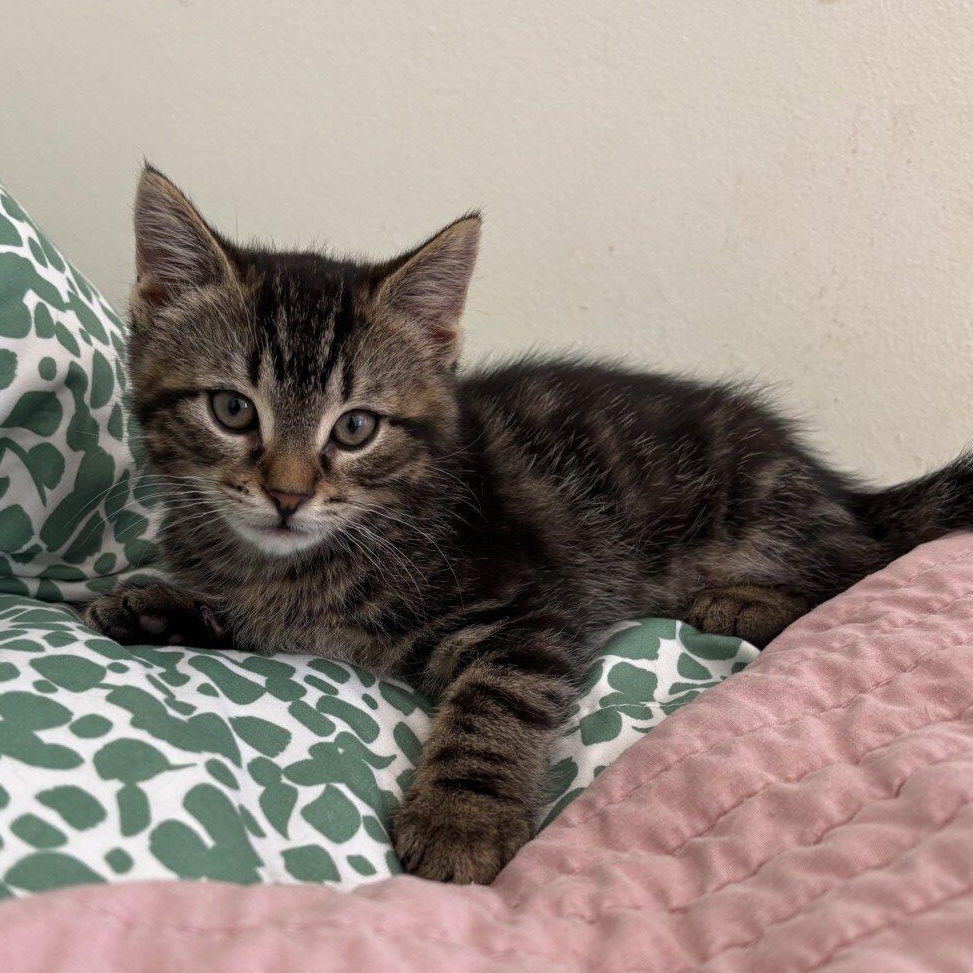 Shrek, ADOPTABLE, Kitten Male Domestic Medium Hair.