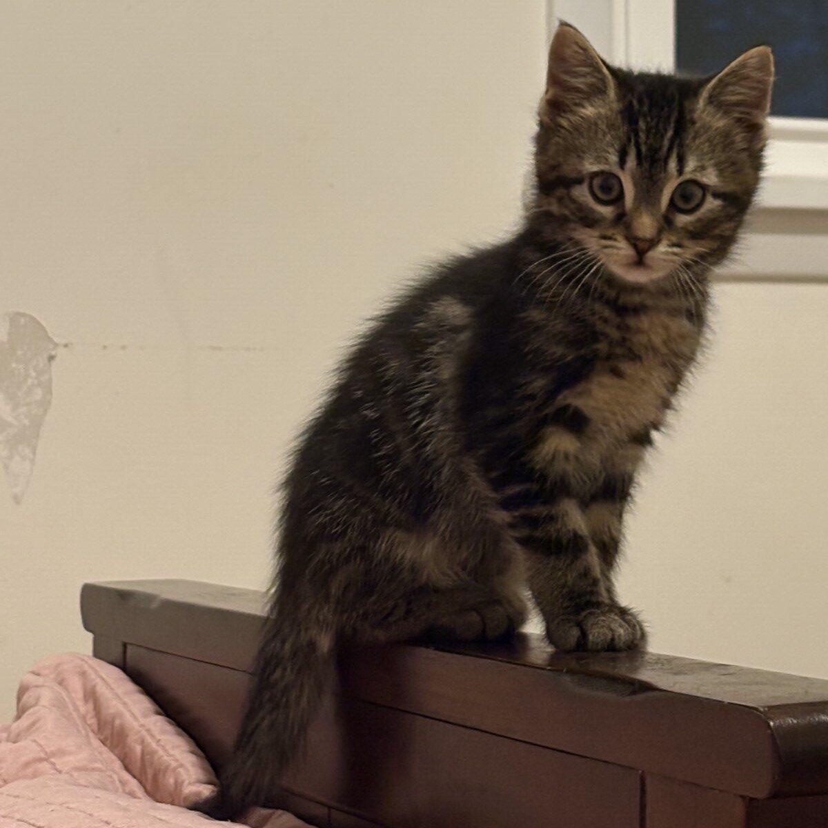 Shrek, a ADOPTABLE Domestic Medium Hair in Honeoye, NY image 2/3