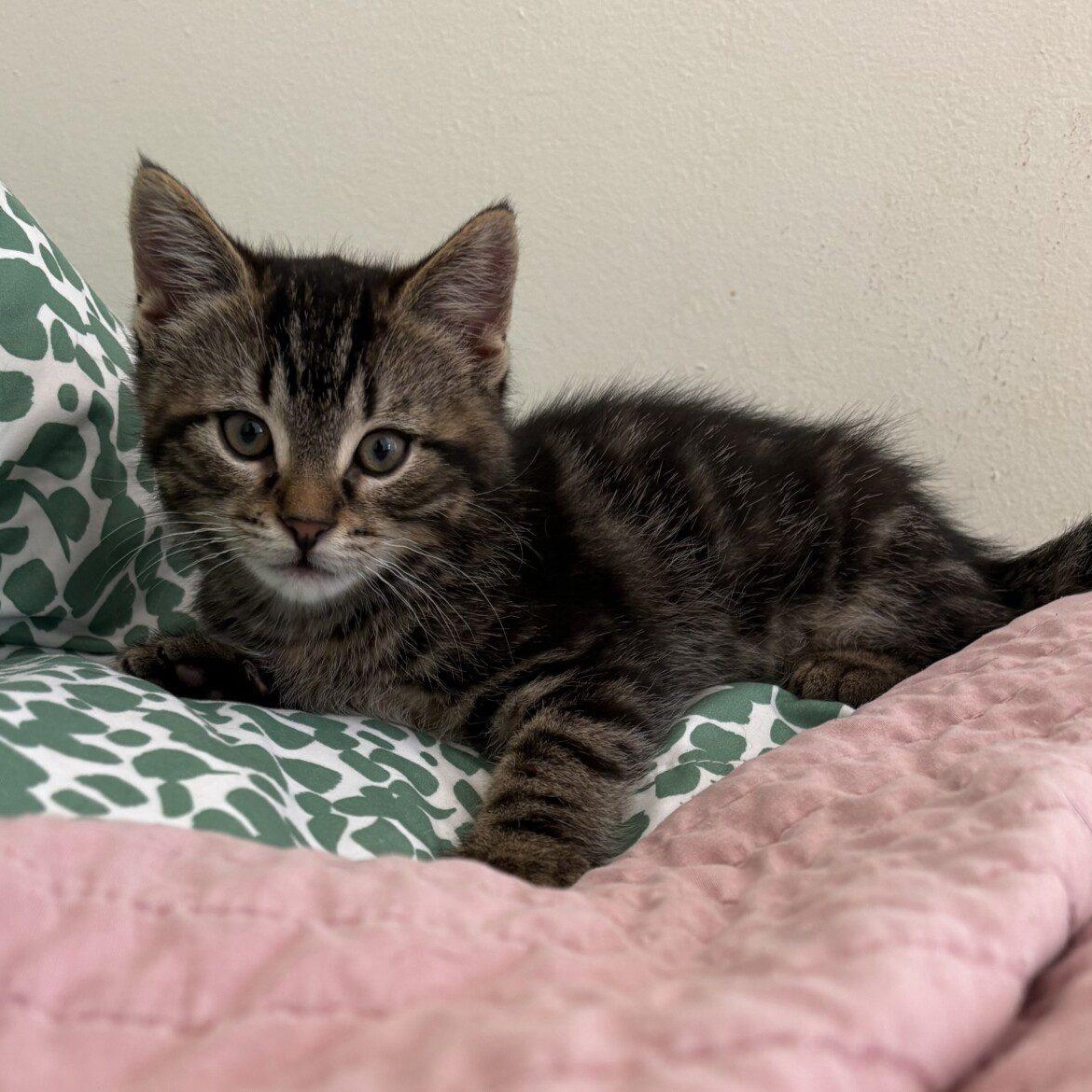 Shrek, a ADOPTABLE Domestic Medium Hair in Honeoye, NY image 3/3