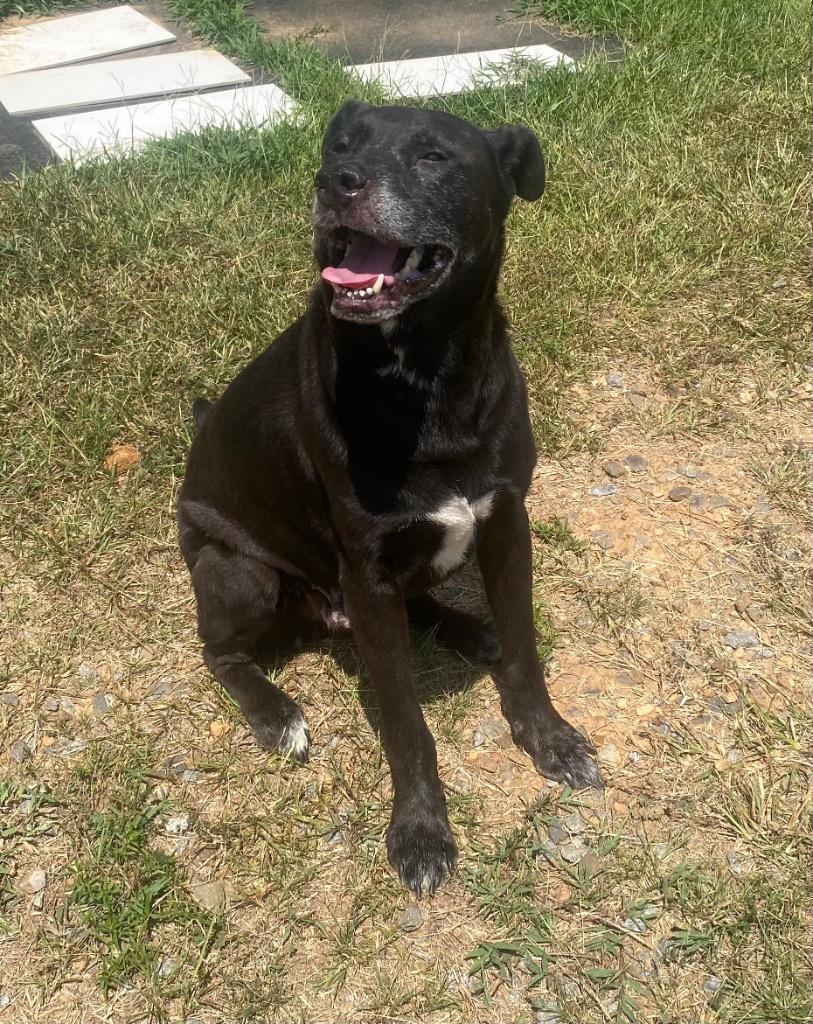Enlarge Howie, a Adoptable mixed breed in Bryant, AR image 1/3