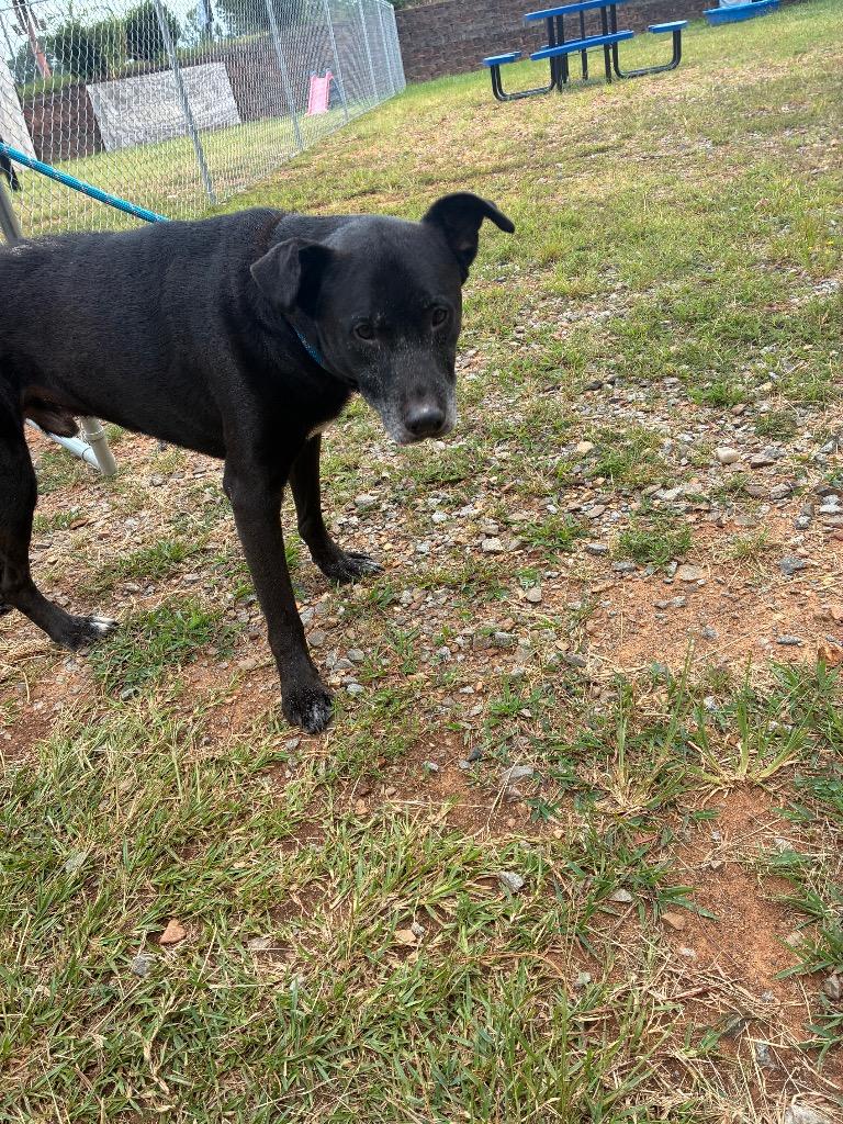 Enlarge Howie, a Adoptable mixed breed in Bryant, AR image 2/3