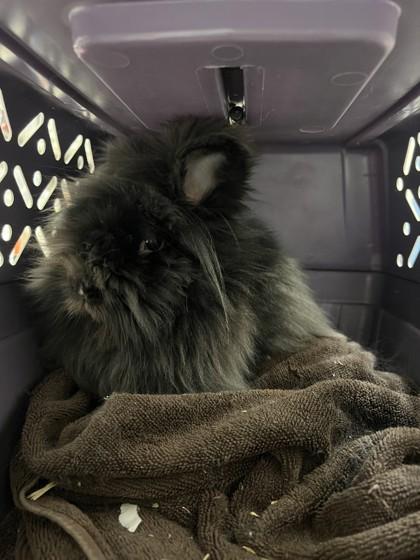 Baby Dot, Adoptable, Adult Female Lionhead.