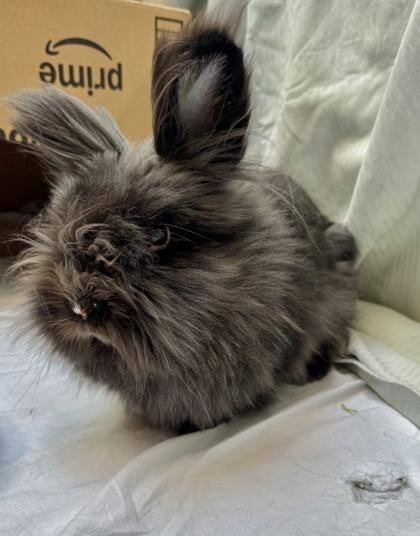 Enlarge Baby Dot, a Adoptable Lionhead in Seattle, WA image 2/2