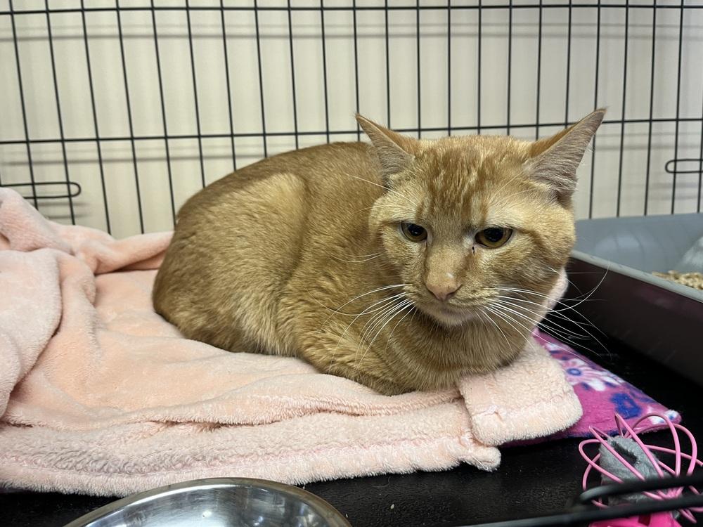 Enlarge Rufus, a Adoptable mixed breed in Southbury, CT image 1/5