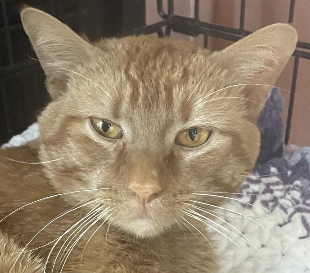 Rufus, Adoptable, Adult Male American Shorthair.