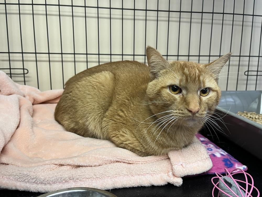 Enlarge Rufus, a Adoptable mixed breed in Southbury, CT image 3/5