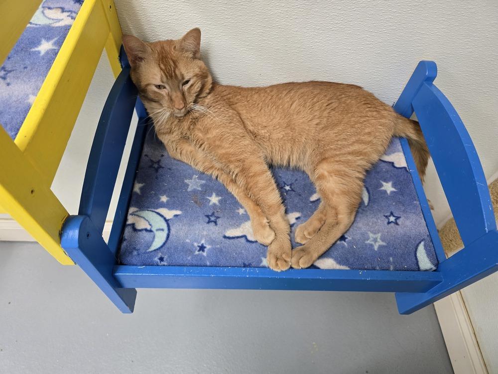 Enlarge Rufus, a Adoptable mixed breed in Southbury, CT image 4/5