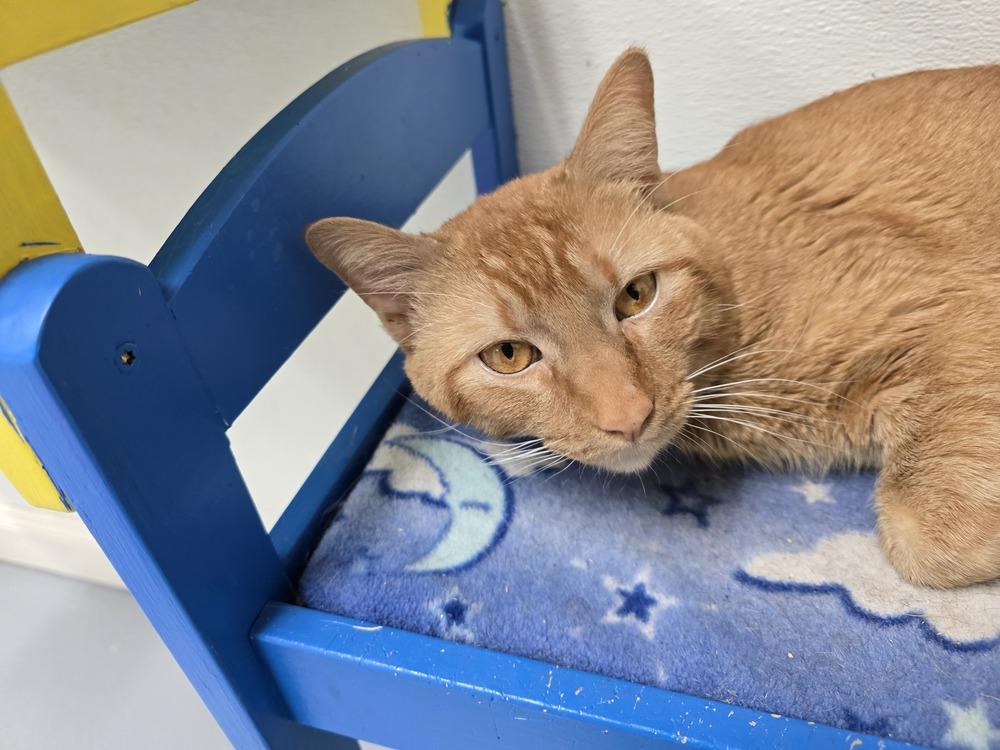 Enlarge Rufus, a Adoptable mixed breed in Southbury, CT image 5/5