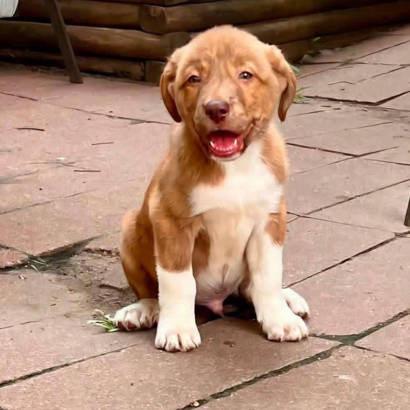 Vans, Adopted, Puppy Male Great Pyrenees & Australian Cattle Dog / Blue Heeler.