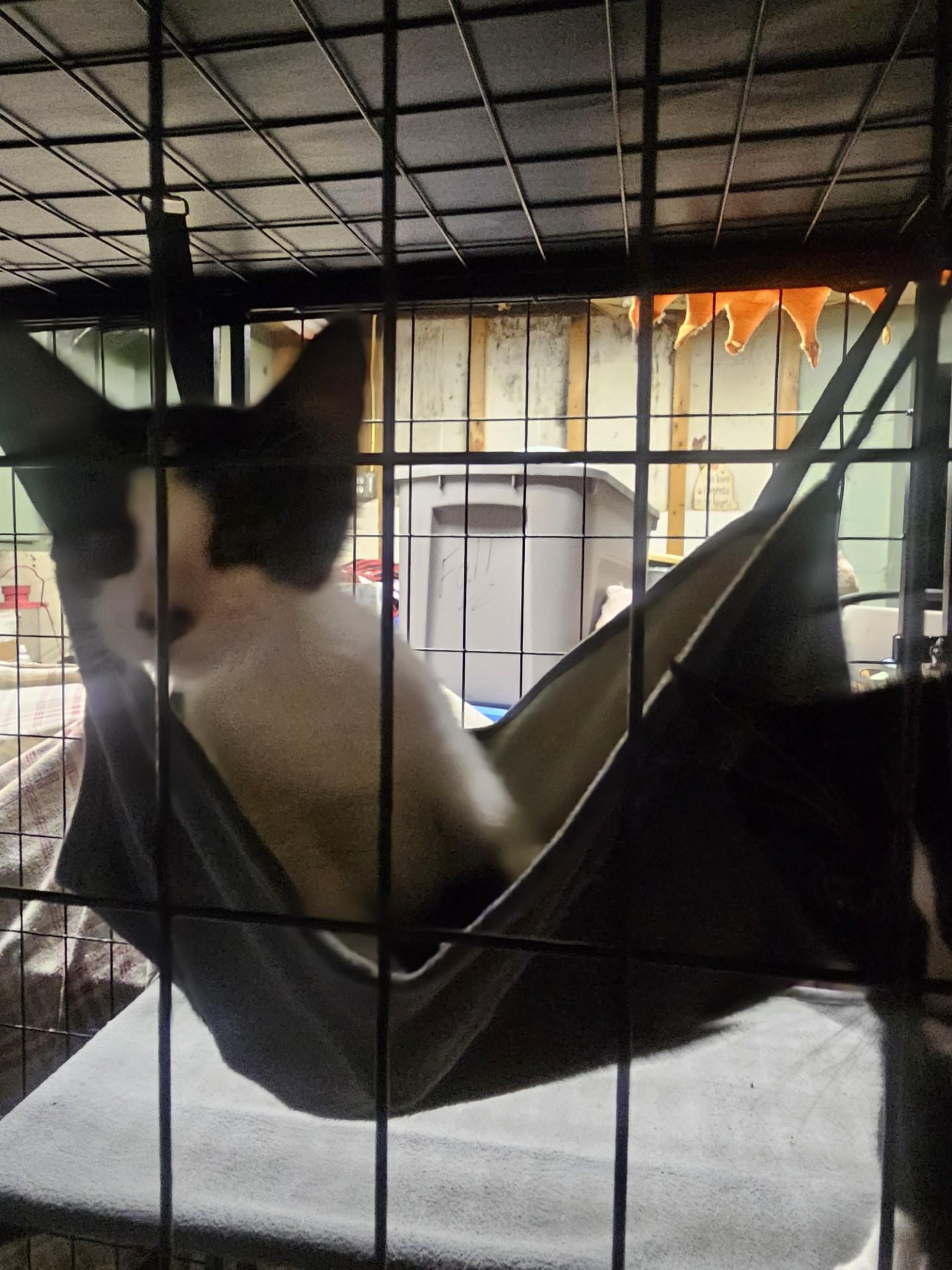 Litter of 3 Black & White Kittens, Adoptable, Kitten Male Domestic Short Hair.