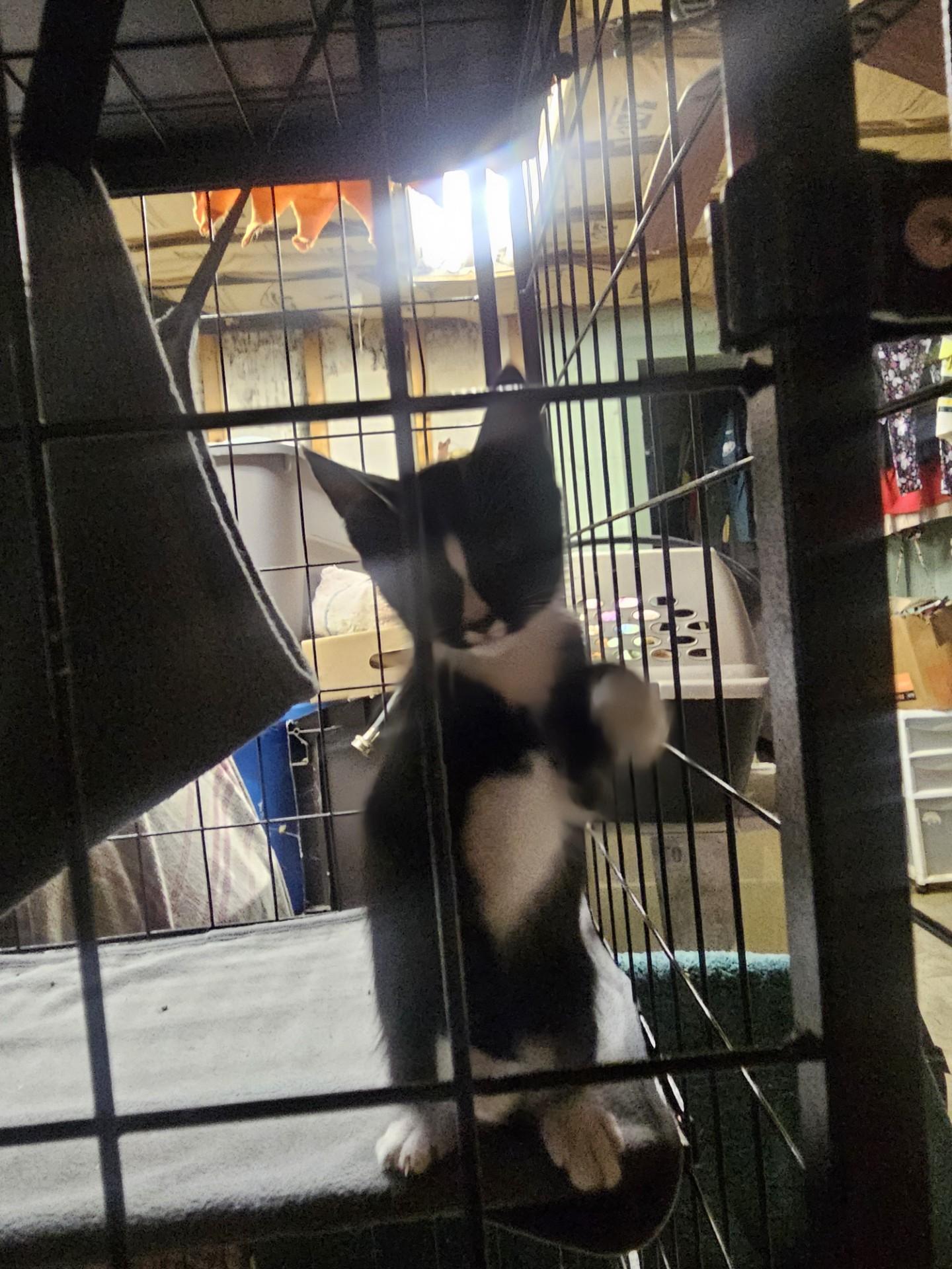 Enlarge Litter of 3 Black & White Kittens, a Adoptable Domestic Short Hair in Quentin, PA image 2/3