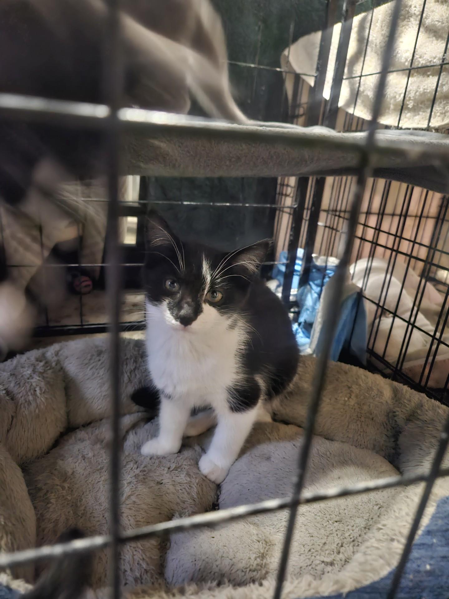 Enlarge Litter of 3 Black & White Kittens, a Adoptable Domestic Short Hair in Quentin, PA image 3/3