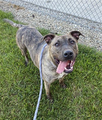Enlarge CECE, a Adoptable Pit Bull Terrier in Dayton, OH image 1/1