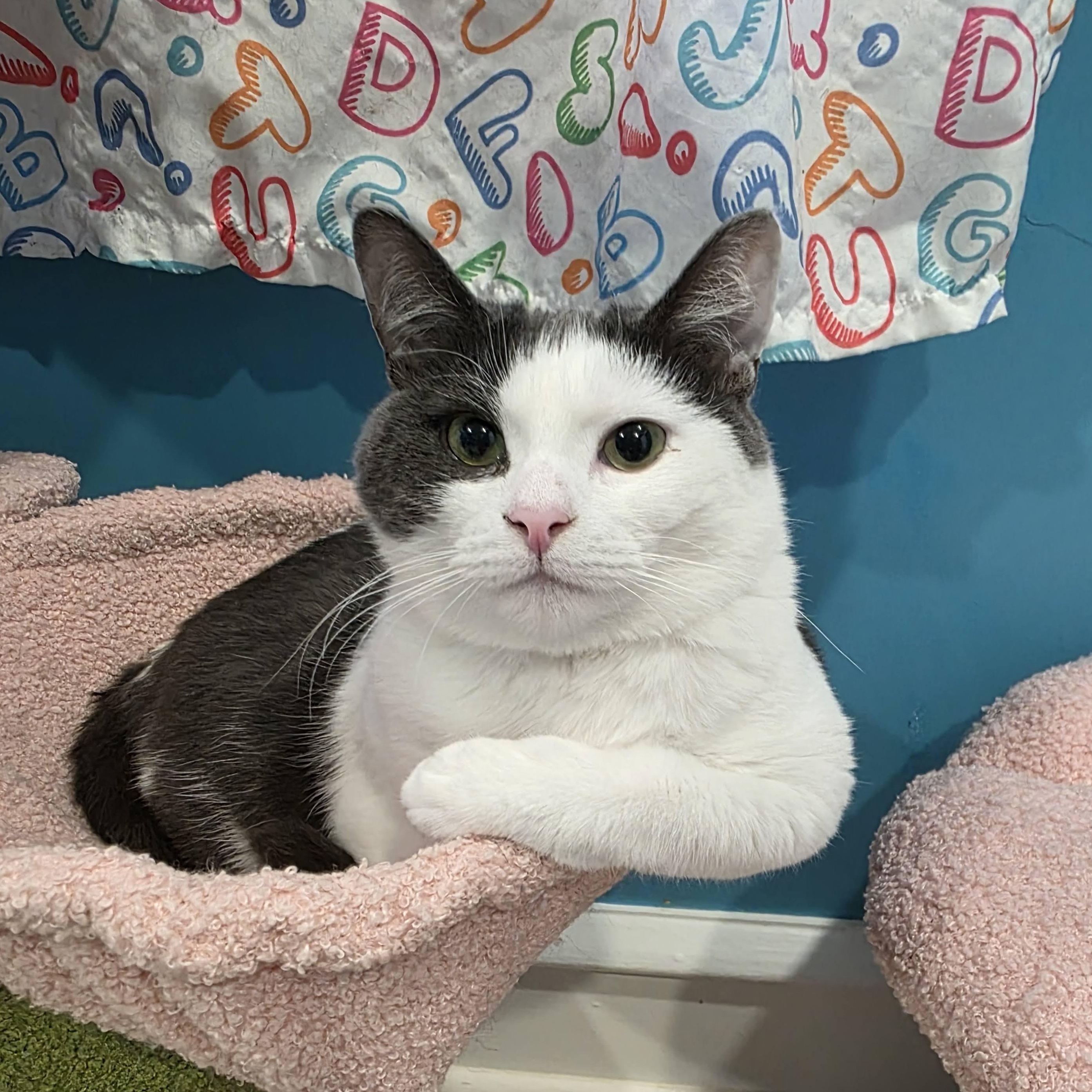 Relish, Adoptable, Young Female Domestic Short Hair.
