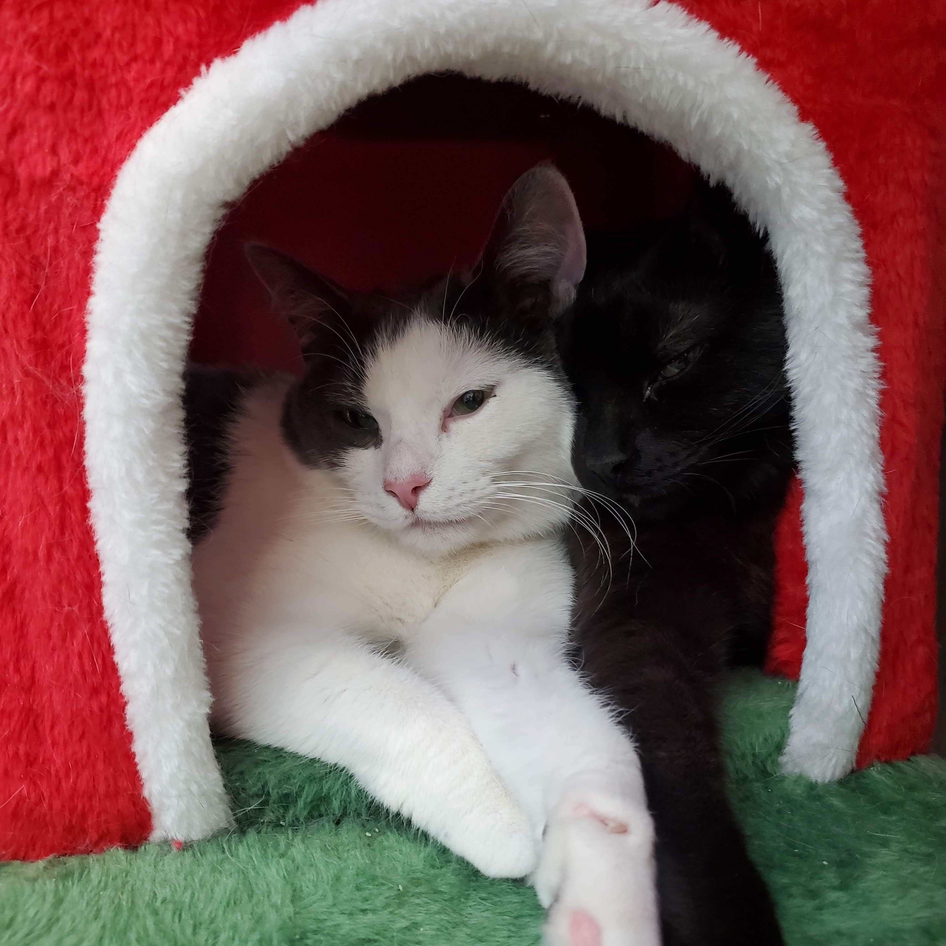 Enlarge Relish, a Adoptable mixed breed in Woodbury, NJ image 5/5
