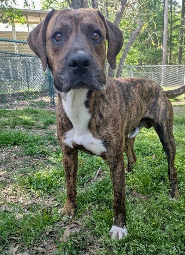 Atlas, Adoptable, Young Male Hound.